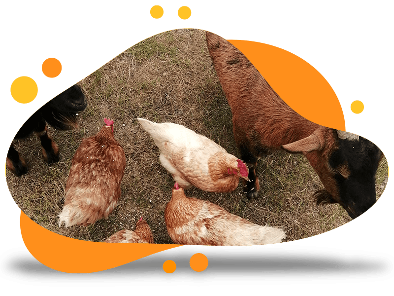 Visite v�t�rinaire